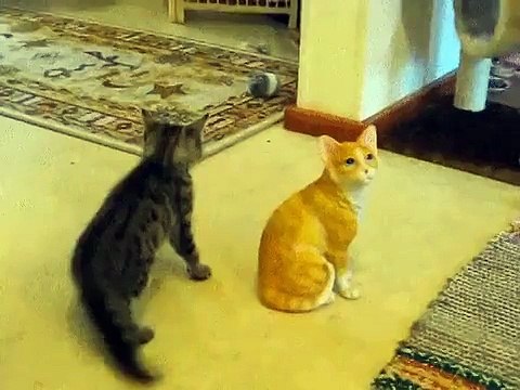 Подстава кота))