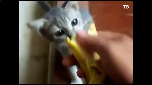 A trained cat jumped into the plastic bag and other fun cat