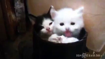 Потягушки, очень милые котята))