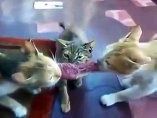 Самый хитрый кот! Ржачное видео!