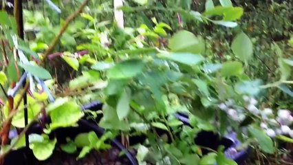 Aquaponic Blue Berries with Rob Nash