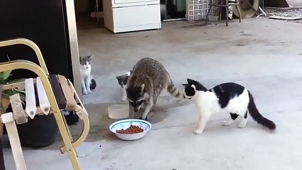 Funny fun with cats insolently Stribro raccoon feed in cats! Fun to watch!