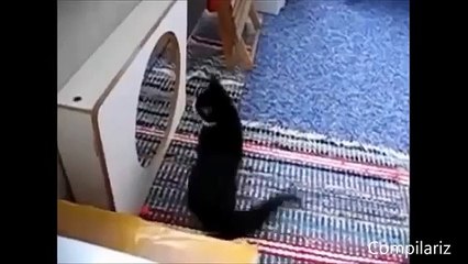 Funny fun with cats and mirrors rzhachnaya collection of jokes Fun to watch!