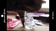 Funny fun with cats true British cat drinks water Fun to watch!