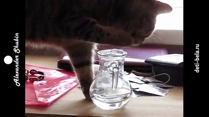 Funny fun with cats true British cat drinks water Fun to watch!