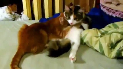 Funny fun with cats funny how they lick each other! Fun to watch!