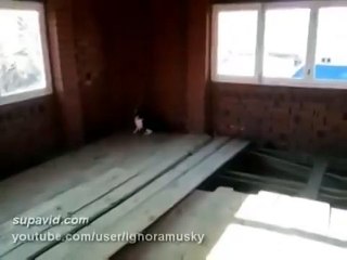 Скорость и ловкость этой кошки просто зашкаливает! Охота на птичку!