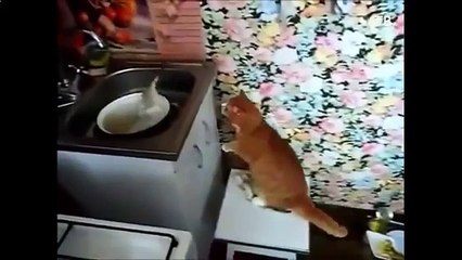Kitten chew banana and other cats fun