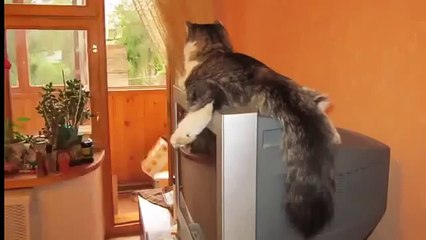 The cat's happiness! This is fun!