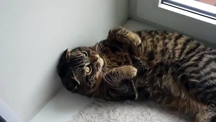Cat Cat jure amusant oiseau-Look!