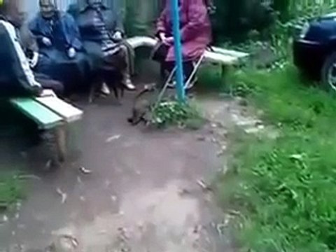 Le chat amusant chat a sauté sur le chien! Le chien était en état de choc! Regardez!