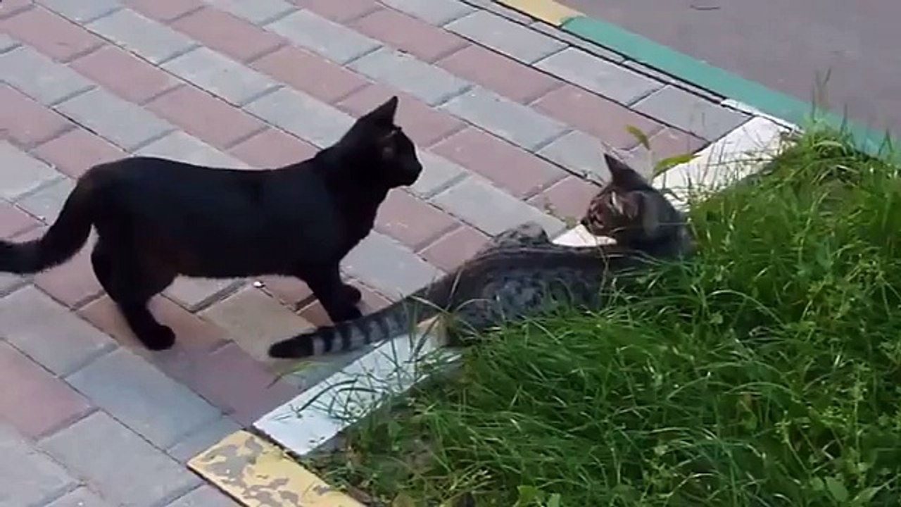 Cat chats amusants pris oiseaux Regardez!