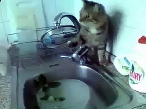 Chatons Cat fun fun dans la cuisine Wet Look!