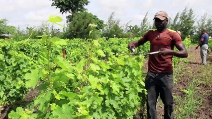 Senegal produces first wine in shade of iconic baobab