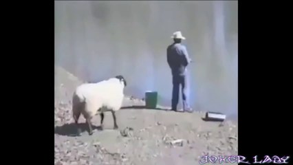 Funny videos 2015 : HARDEST Try not to laugh challenge