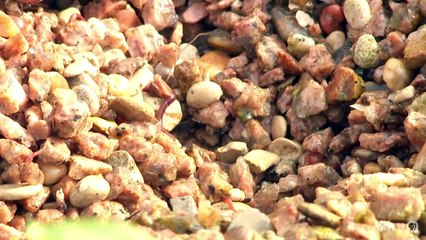 Austin Aquaponics Featured on Central Texas Gardener!