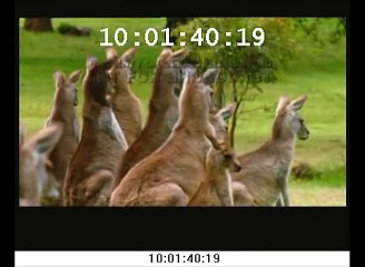 ATM's Dubbing Sample - All About Animals