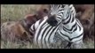 HORROR  las hienas comen una cebra embarazada