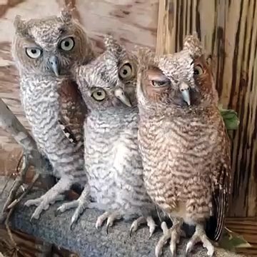 Когда никто не оценил твою потрясающую шутку