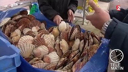 La saison de la coquille Saint-Jacques vient de commencer