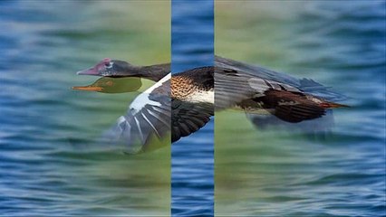 Top 10 Fastest Flying Birds in the World
