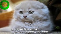 Top 10 Most Expensive Cat Breeds in the World