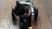 Brave kitten escapes death, gets 3D wheelchair