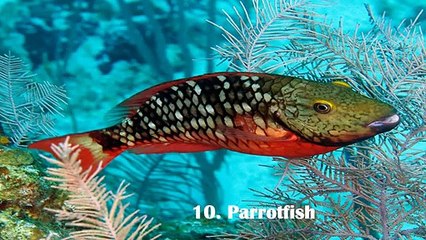 Top 10 Most Beautiful Fishes in the World