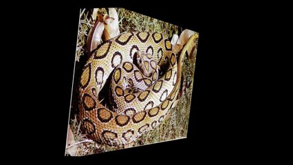 Top 10 Most Dangerous Snakes in the World