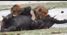 Highlight, Lions Attack  an Elephant baby | Elephant Baby attacked by three Lions