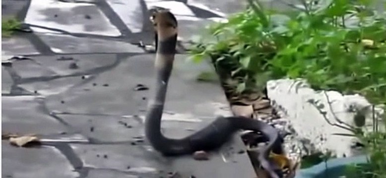 Cats and Snakes Fighting | Snakes attacked by Cate True