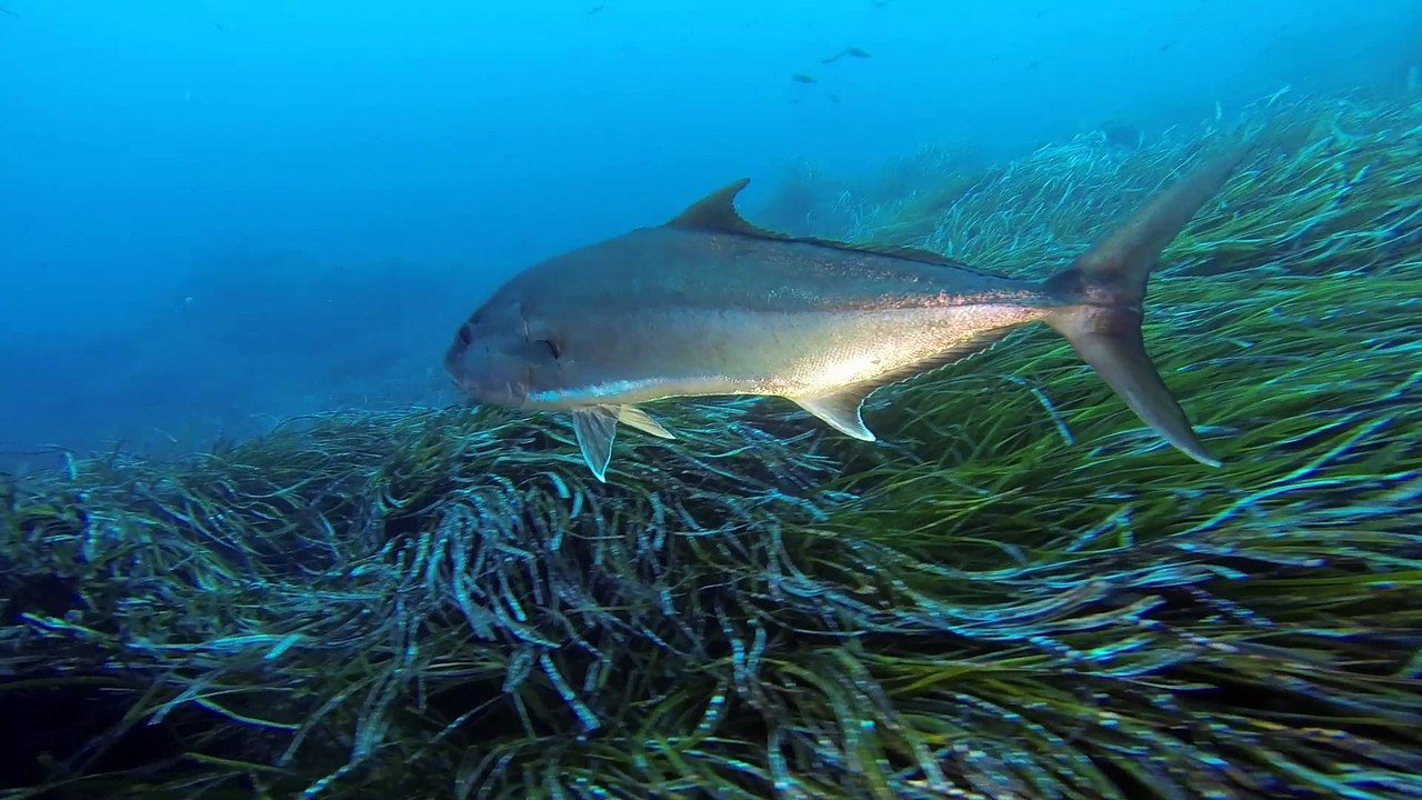 Seriole à la gabinière