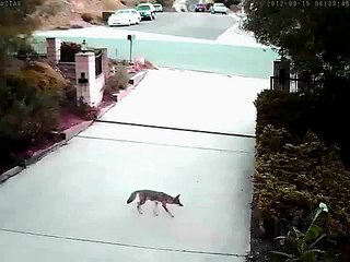 Urban Coyote Hunting 2012-09-15