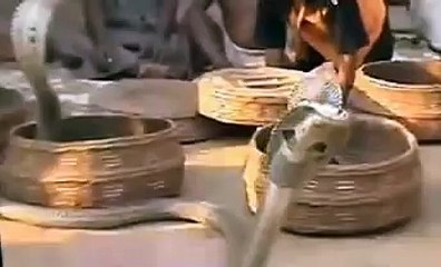 Small Baby Playing With Snake - Kissing To Snake