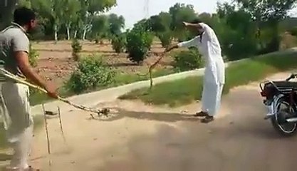 punjabi man caught angry snake