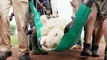 Des dentistes sauvent la vie d'un lion avant de le réintroduire à la vie sauvage. Une histoire magnifique et poignante.