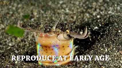 Giant Sea Worm - Bobbit Worm