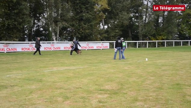 Pontivy. Le test de caractère de la Nationale d'élevage de bergers allemands
