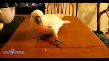 Best Funny Videos Of Animals Chasing Lasers BIG Compilation 2015