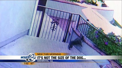 Bears chased from property by tiny French bulldog