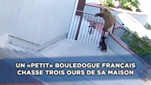 Un petit bouledogue français chasse trois ours de sa maison