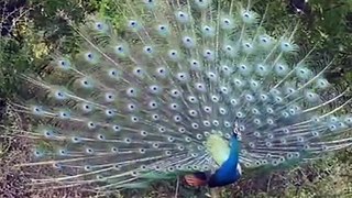 Dancing Peacock