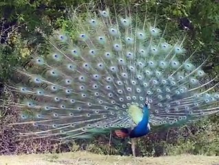 Dancing Peacock