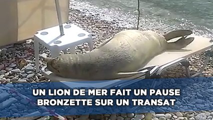 Un lion de mer fait une pause bronzette sur un transat