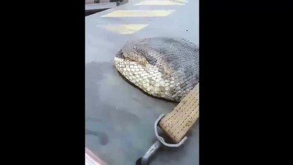 Le plus gros serpent du monde !