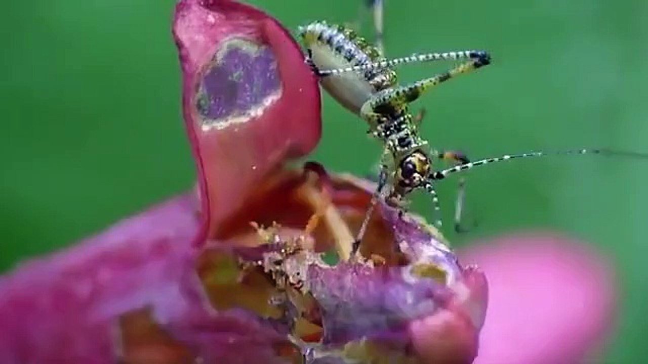 AMAZING NATURE - INSECTS