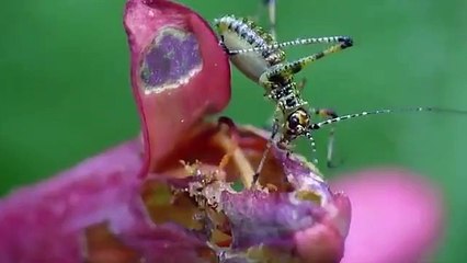 AMAZING NATURE - INSECTS