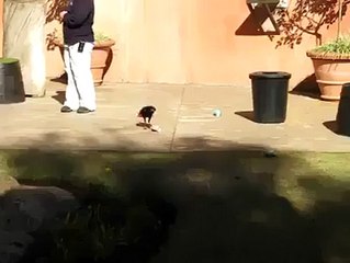 A Birds Clean Dust , Most Beautiful Scene forever