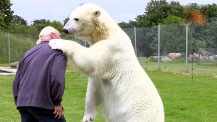 Kutup Ayısı ve Yaşlı Adamın Dostluğu