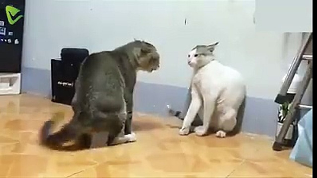 Cats Fight